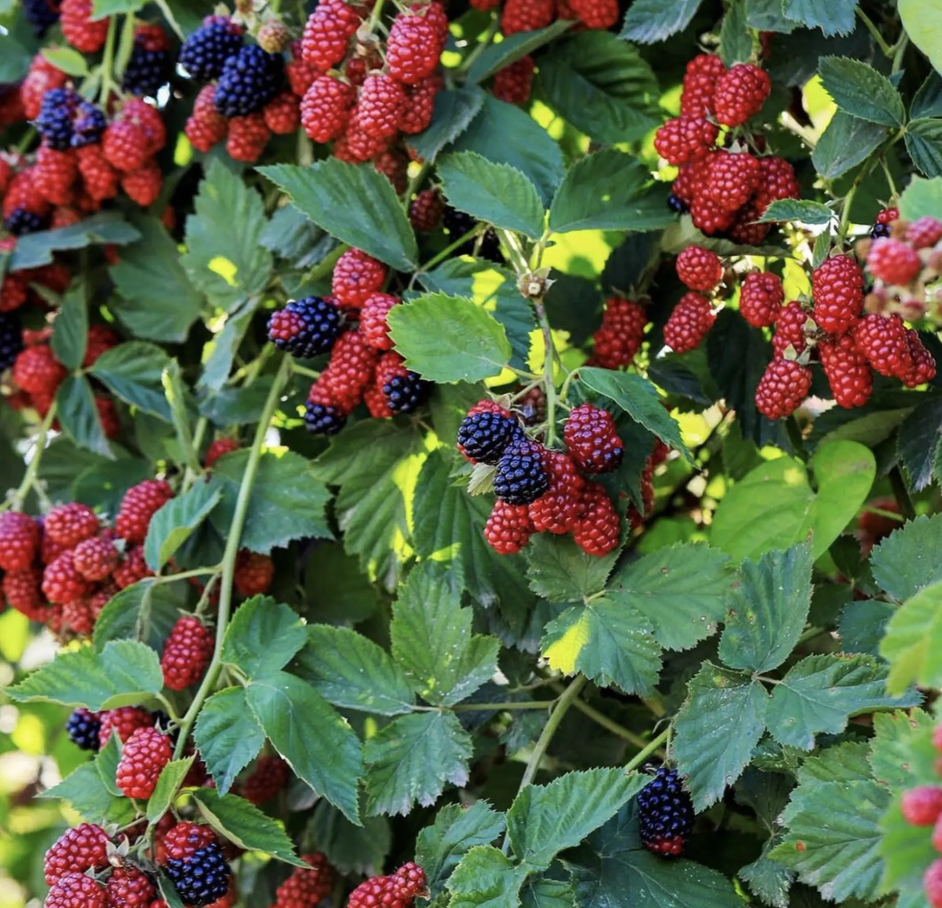 A Personal Yarn – The Day I Learnt Patience In The Patch