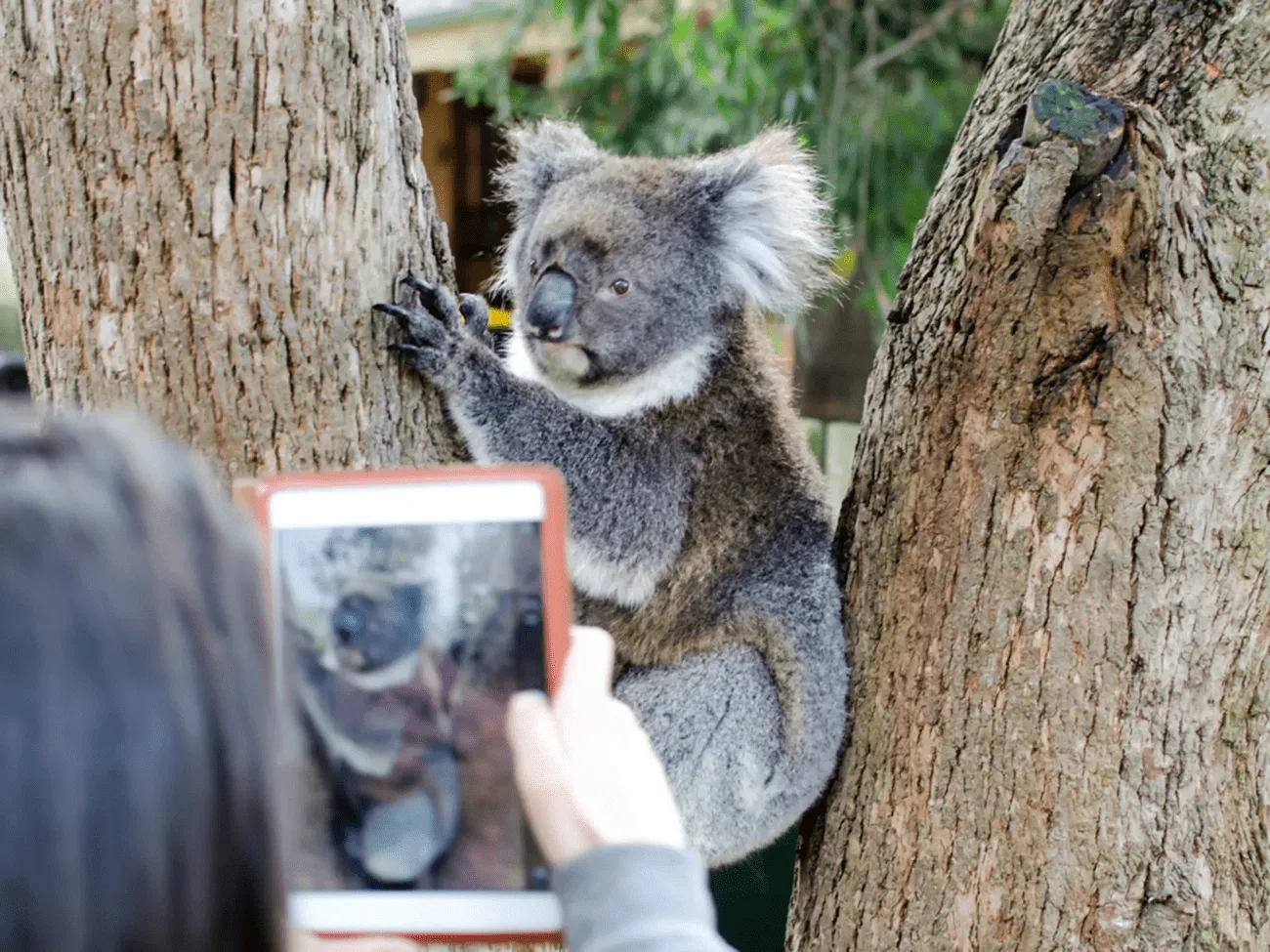 Australian Wildlife