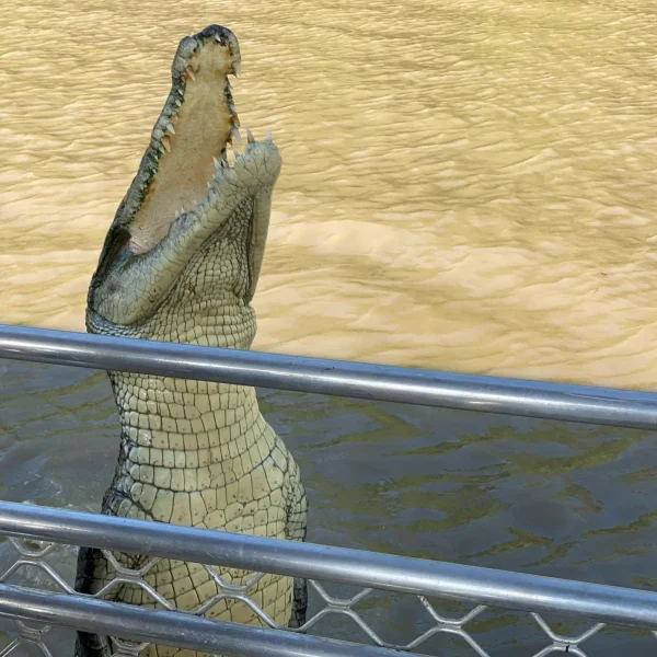 Darwin day trip