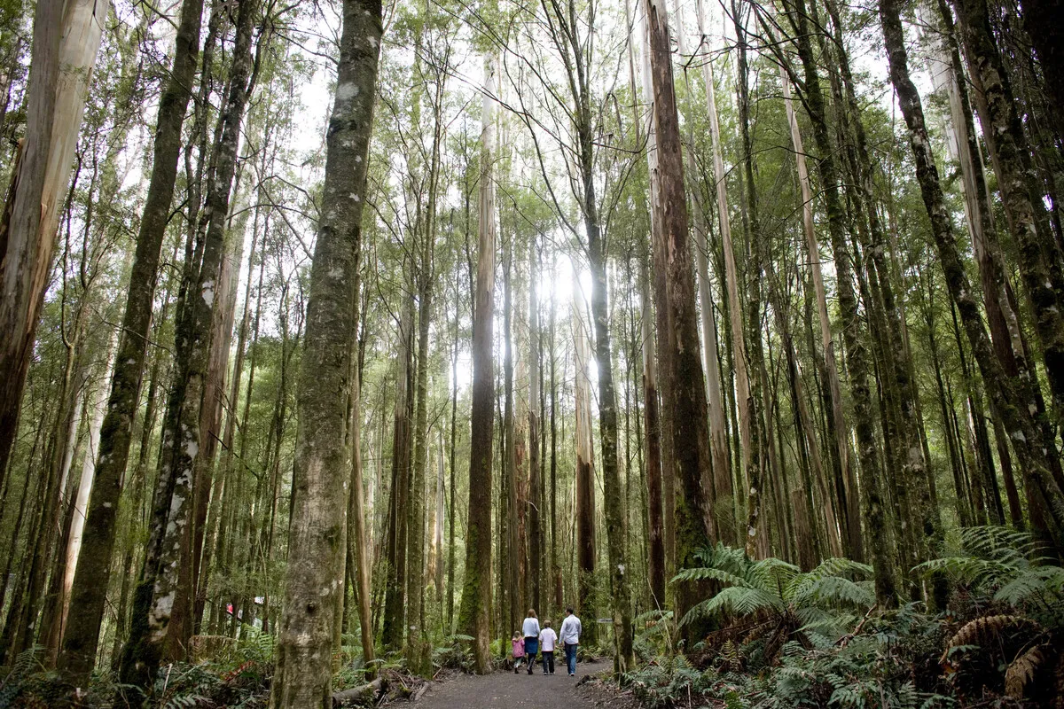 Exploring Otway National Park