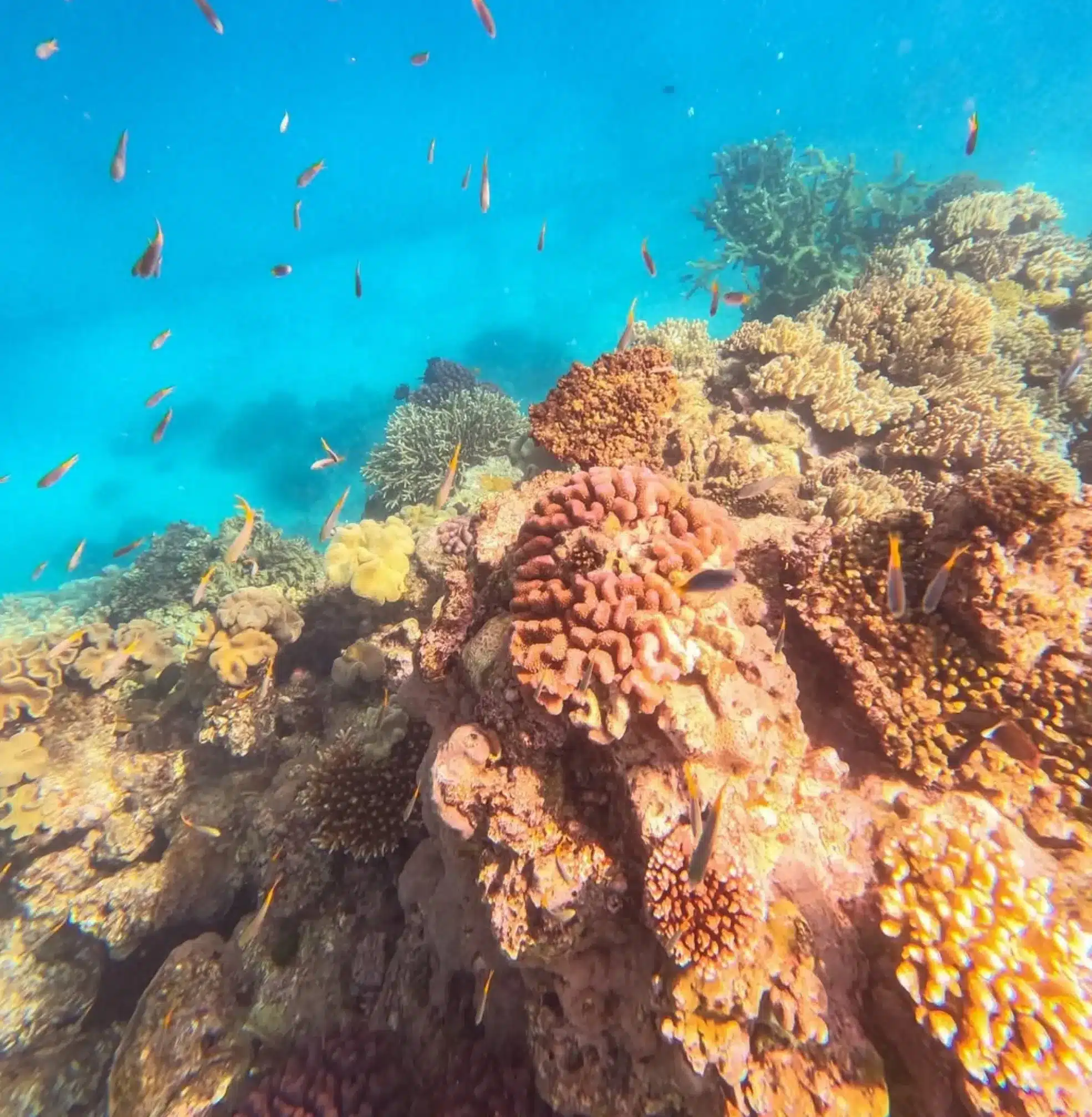Great Barrier Reef tour with wetsuit and lunch