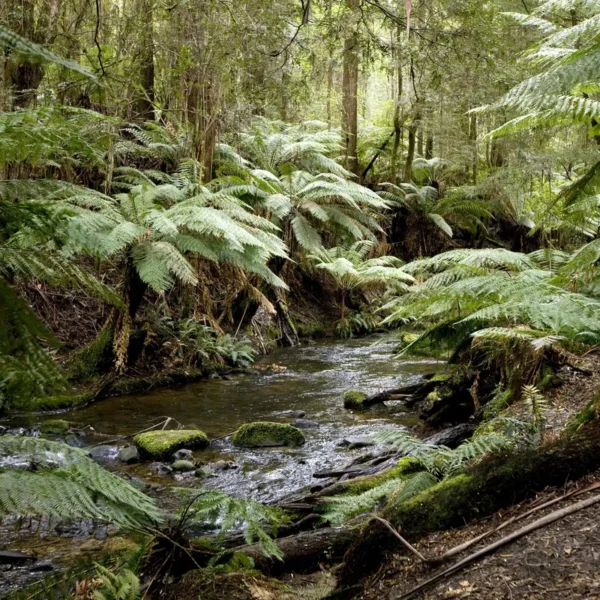 Great Otway National Park