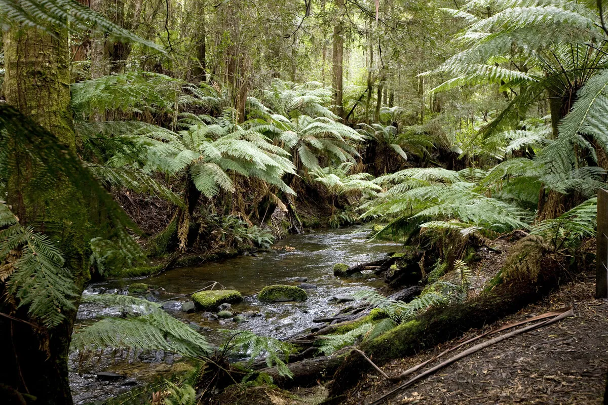 Great Otway National Park