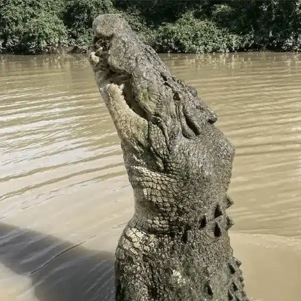 Jumping Crocodile Cruise