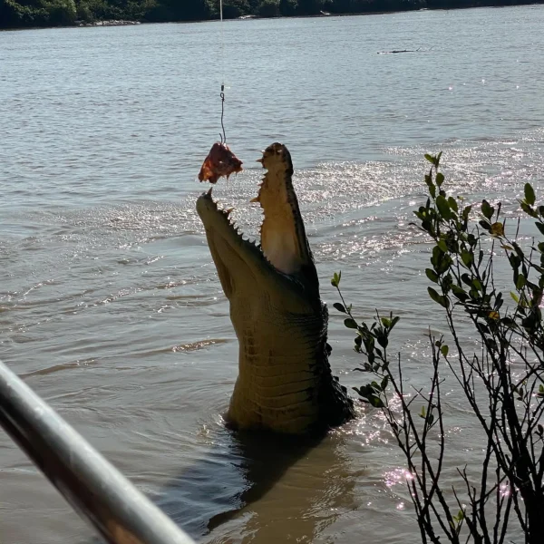 Jumping Crocodile Cruise Darwin