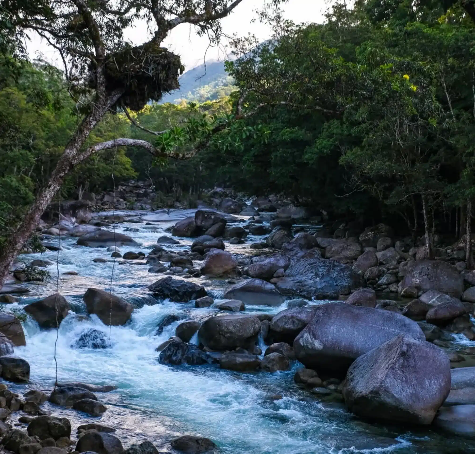 Kuku Yalanji cultural tours Daintree