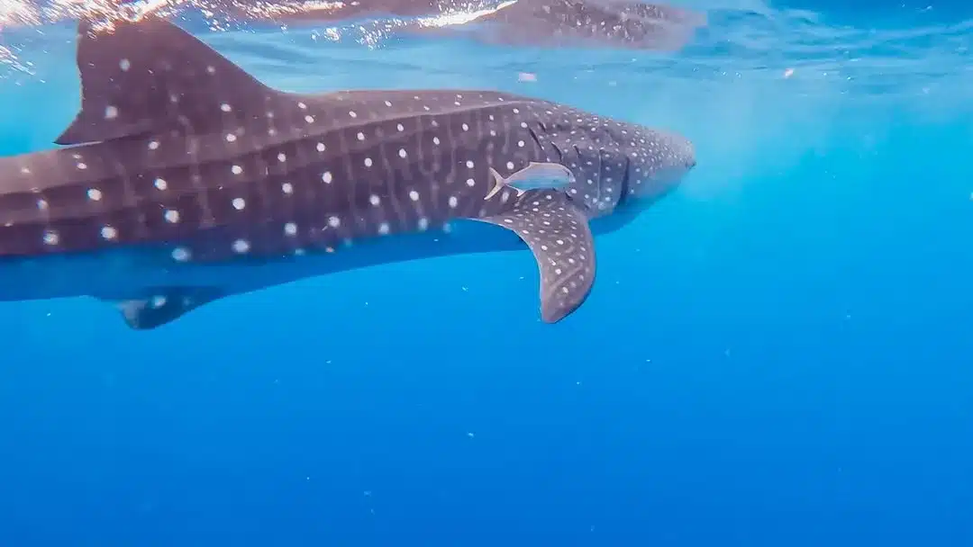 Ningaloo Reef shore snorkelling vs GBR boat tours