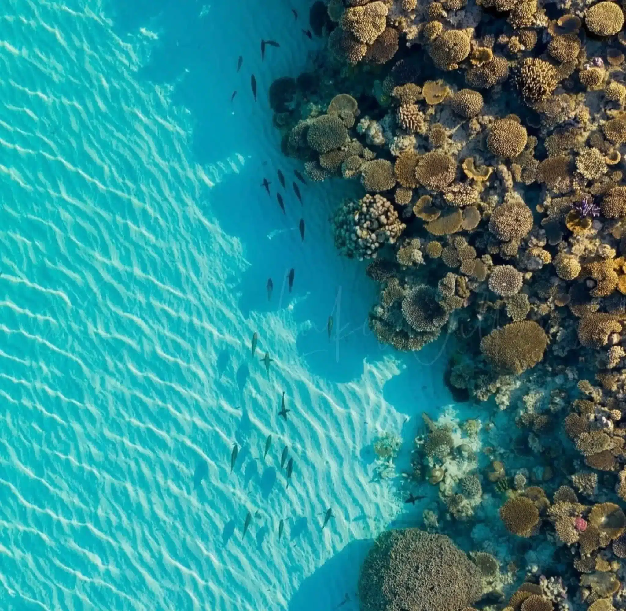 Ningaloo Reef vs GBR
