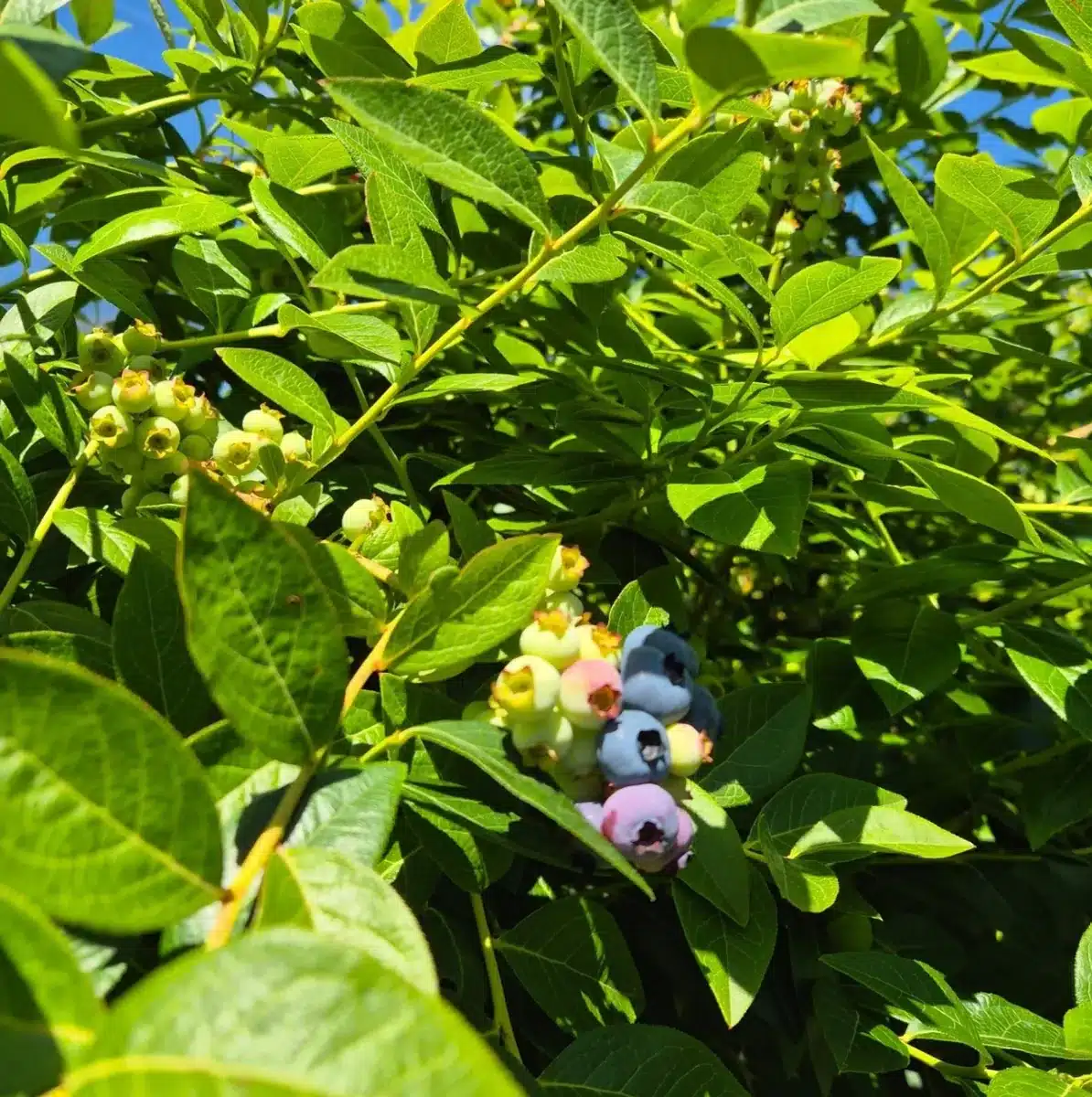 Otway Blueberries – Gellibrand