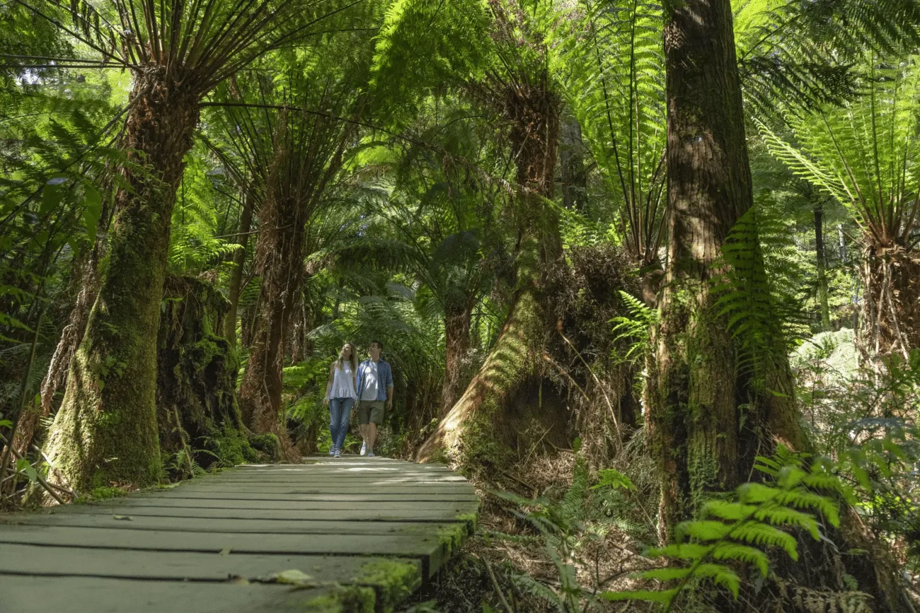 Otway Rainforest