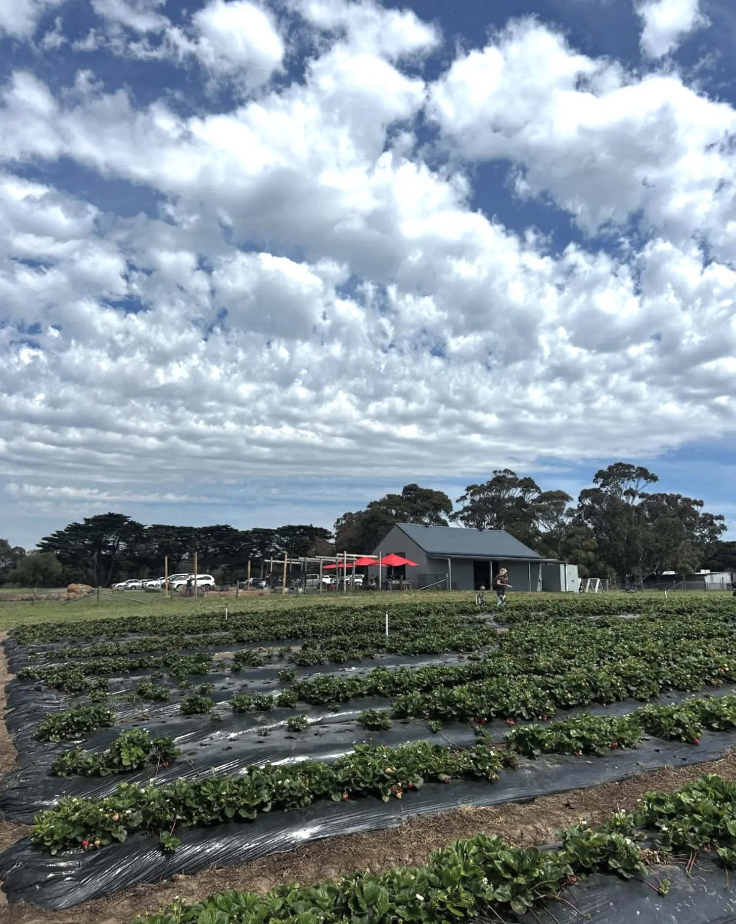 Pennyroyal Raspberry Farm