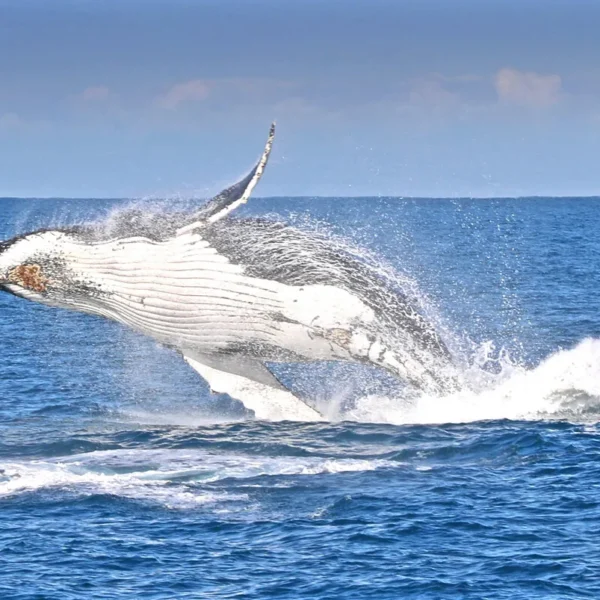 Places to watch whales