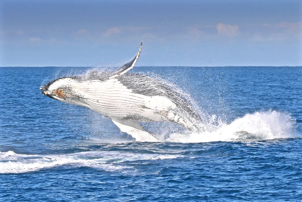 Places to watch whales