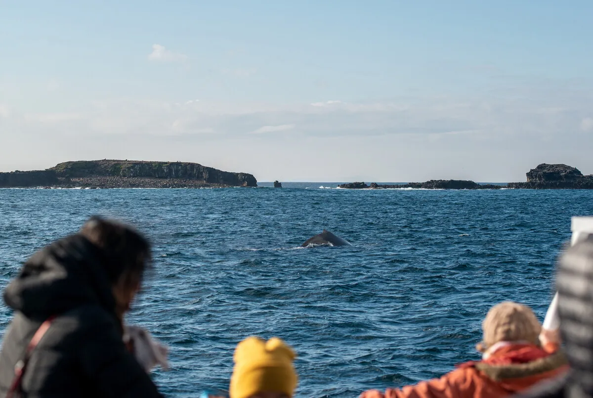 Sightseeing whales along the Great Ocean Road