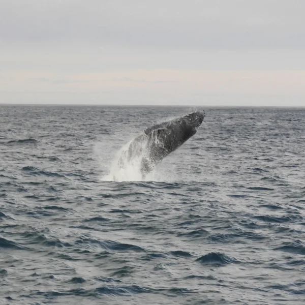 Southern Right Whales Point Addis