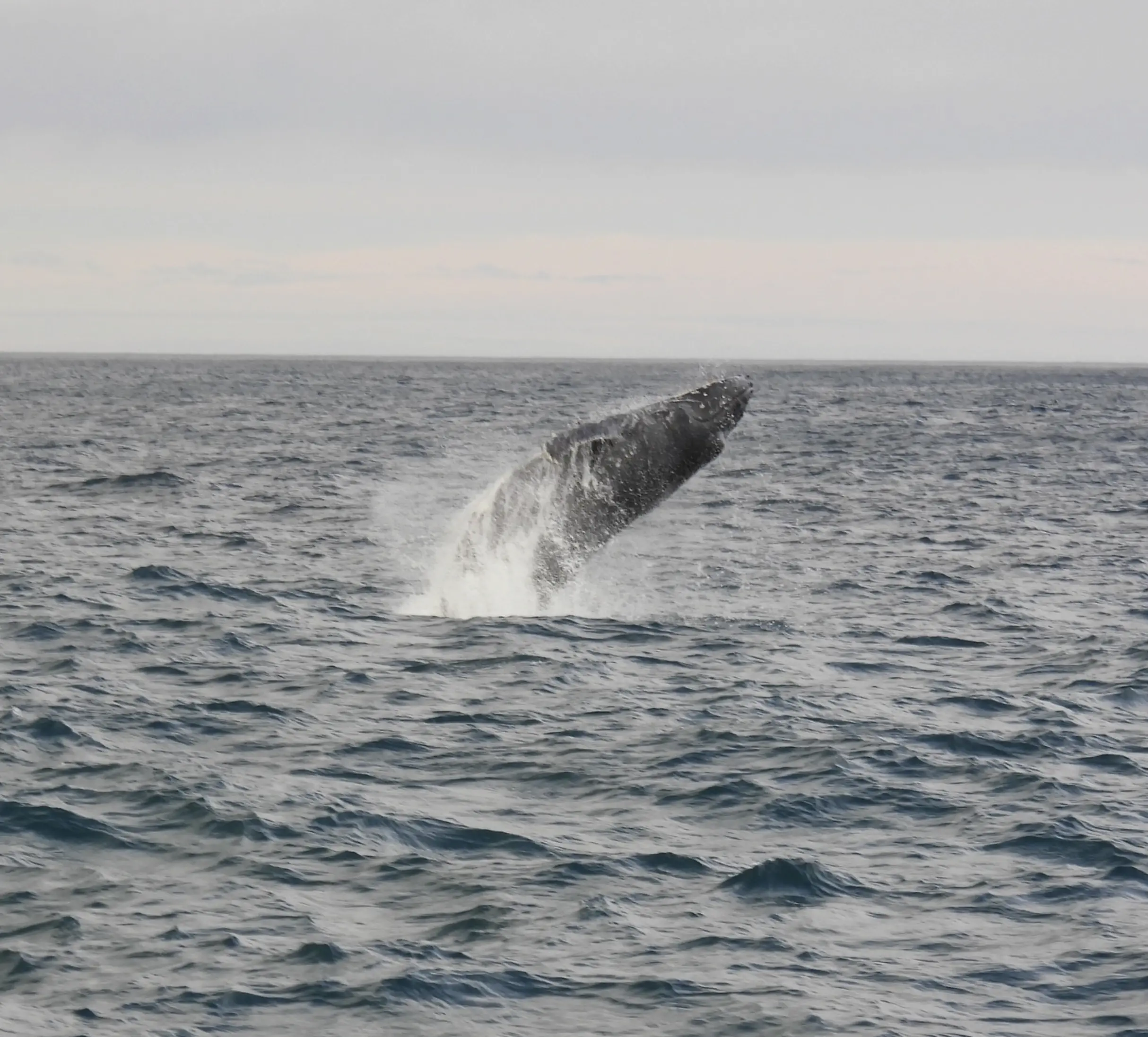 Southern Right Whales Point Addis