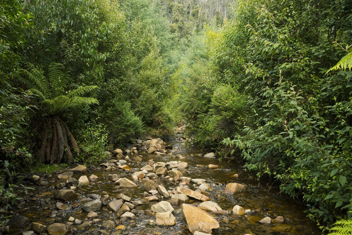 Stevensons Falls