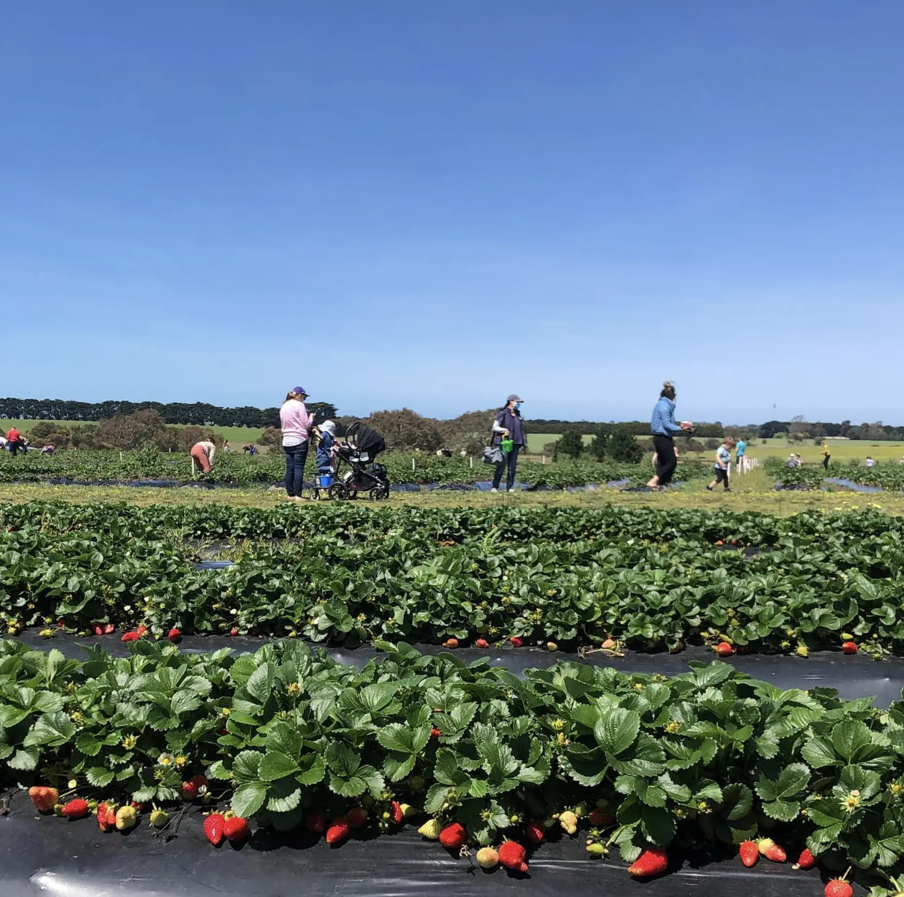 Surf Coast Strawberry Fields – Mt Duneed