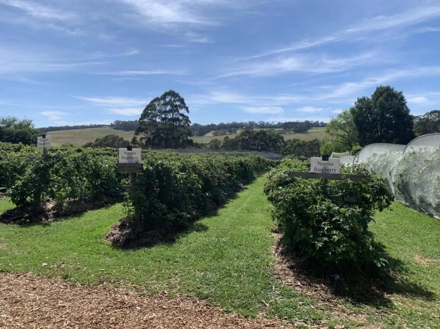 The Joy Of Fruit Picking Adventures