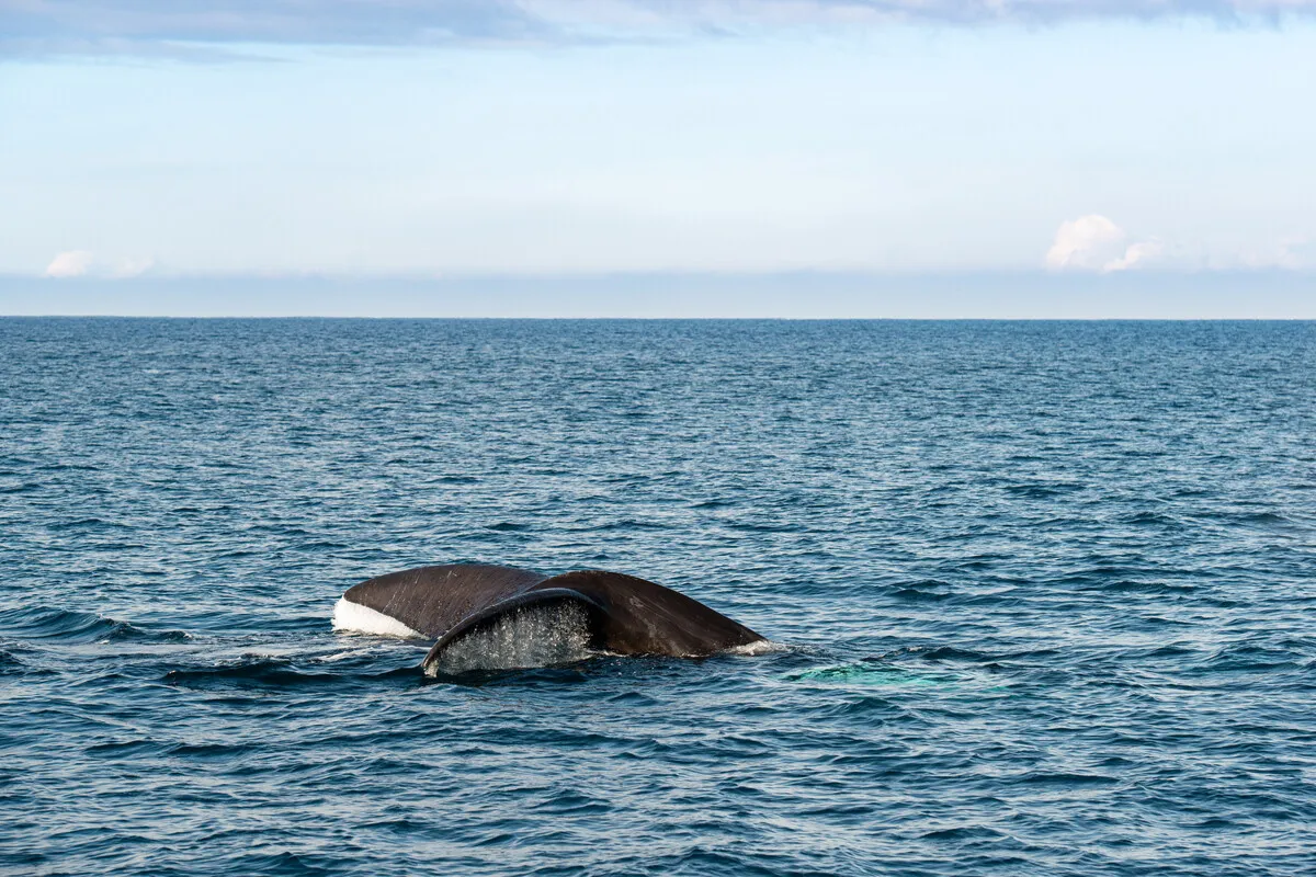 The southern whales of Portland