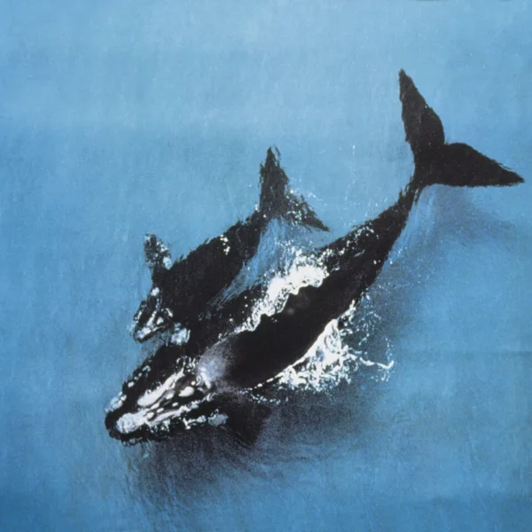 Warrnambool's southern whales