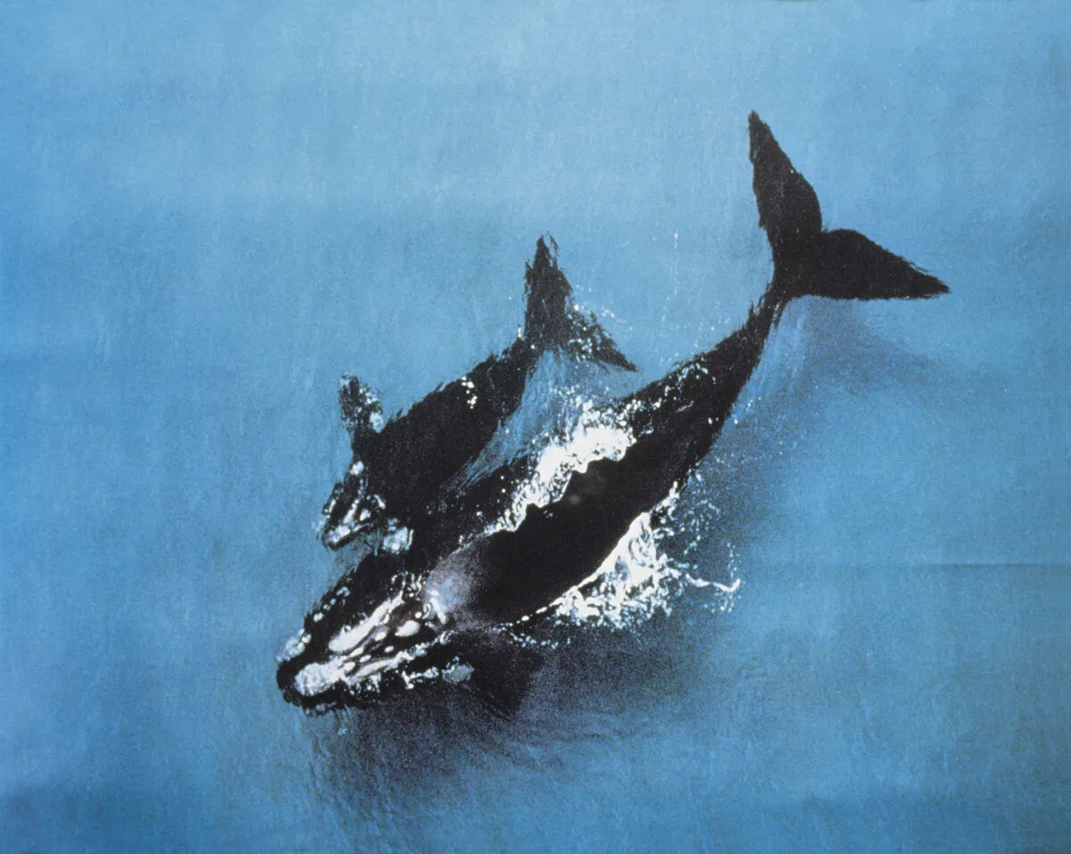 Warrnambool's southern whales