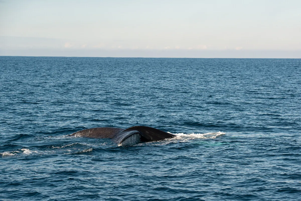 Whale migration in Australia