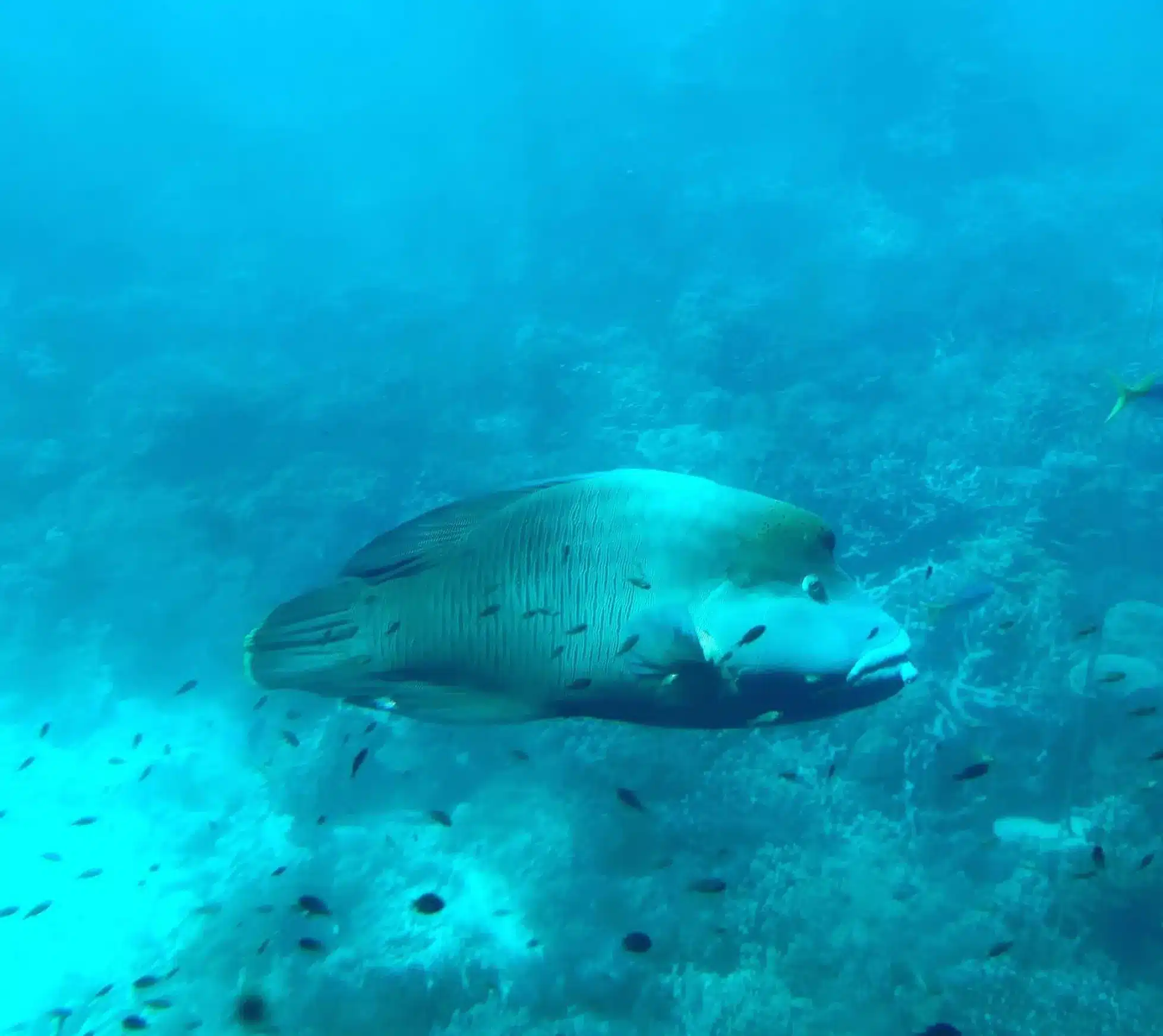 best Great Barrier Reef tour for beginners