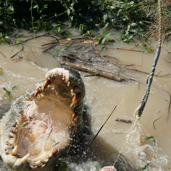 best jumping crocodile cruise Darwin