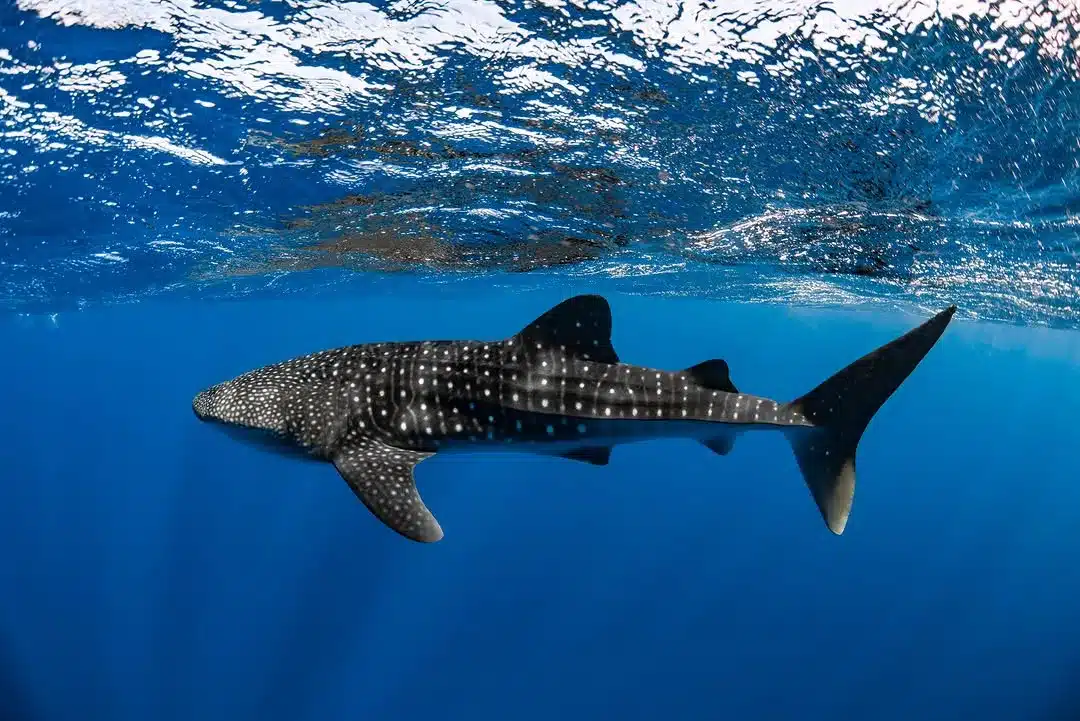 cheapest reef holiday in Australia
