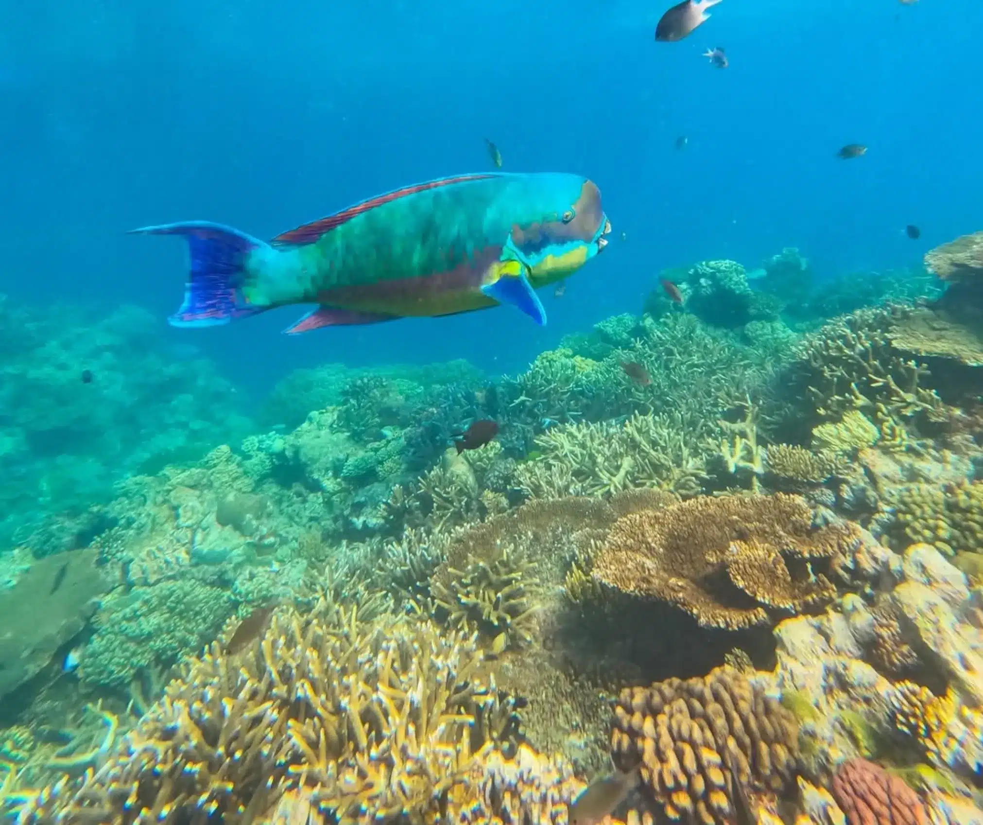 do reef tours include lunch