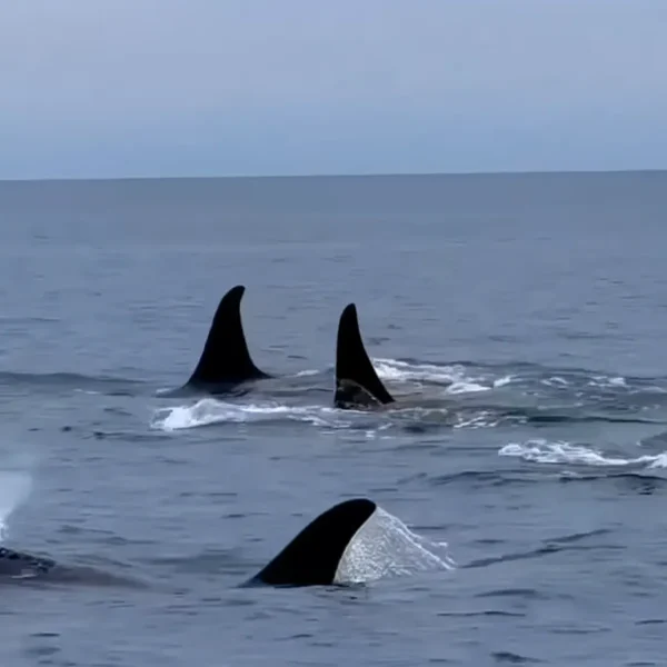 Killer Whales