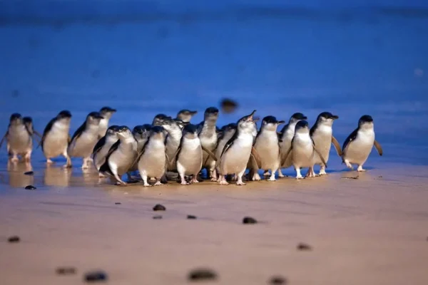 Phillip Island Tours