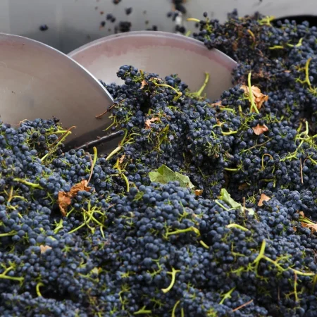 best winery tour yarra valley