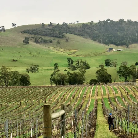 best yarra valley wine tours