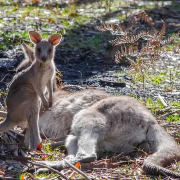 grampians melbourne
