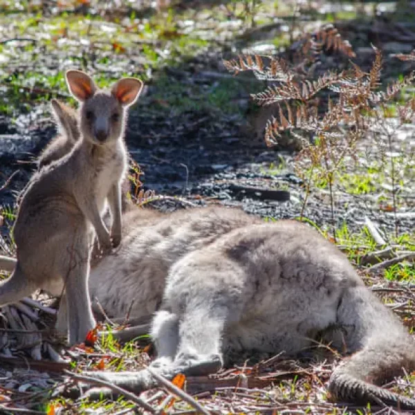 grampians melbourne