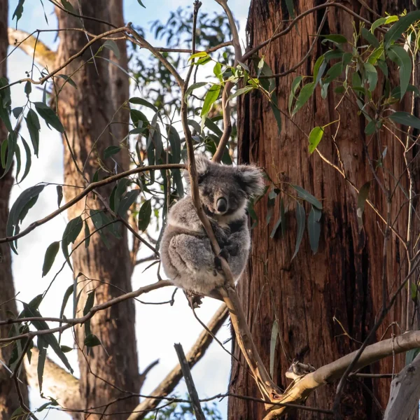 great ocean road tours from melbourne 3 days