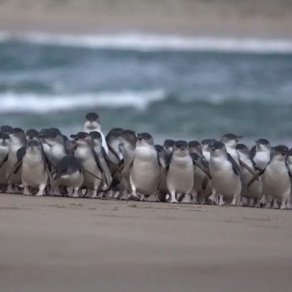 melbourne phillip island tour