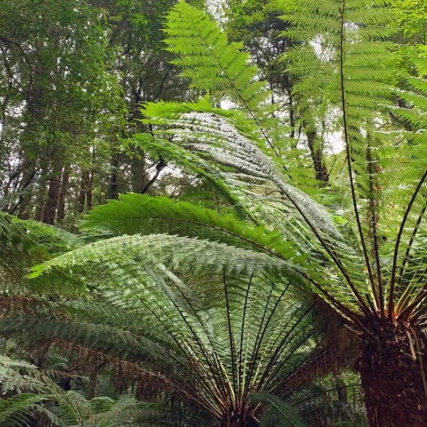 melbourne to adelaide tours