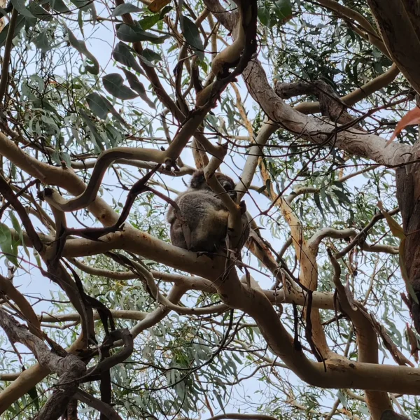 melbourne to adelaide via great ocean road in 2 days