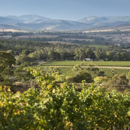 melbourne wine tours yarra valley