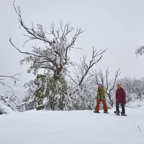 mount buller trip
