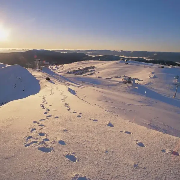 mt buller tours