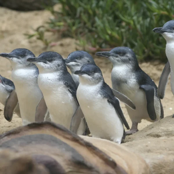 phillip island day tour melbourne
