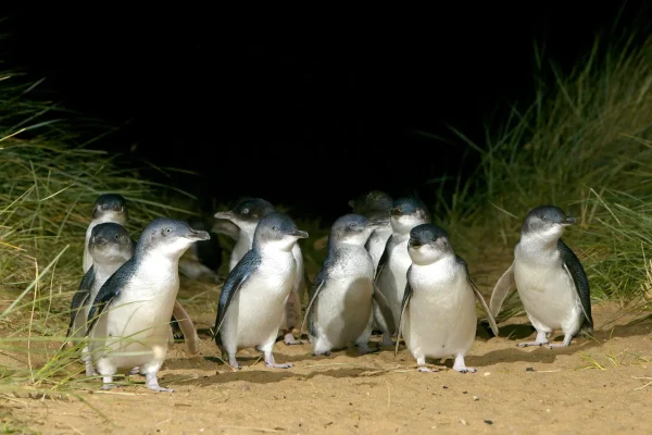 phillip island day tours
