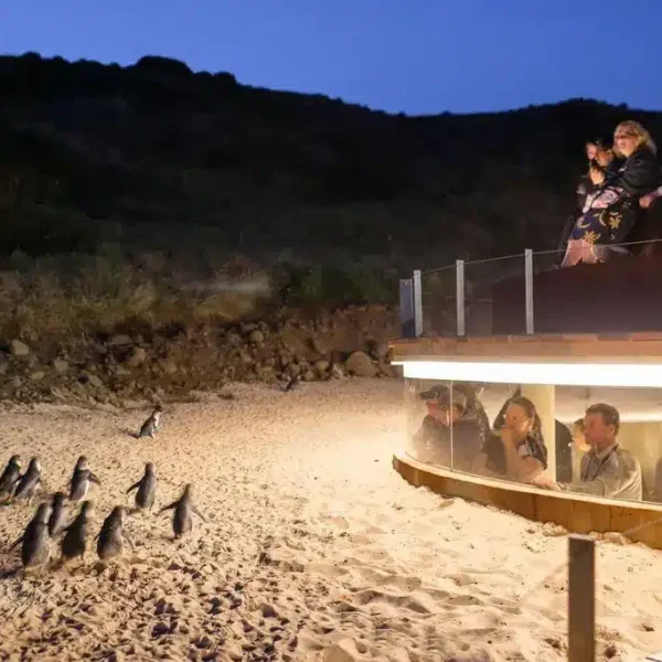 phillip island tours
