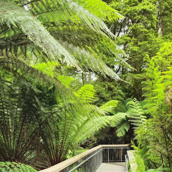 road trip to adelai from melbourne