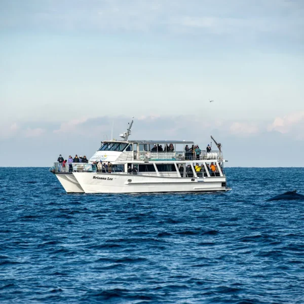 search of whales