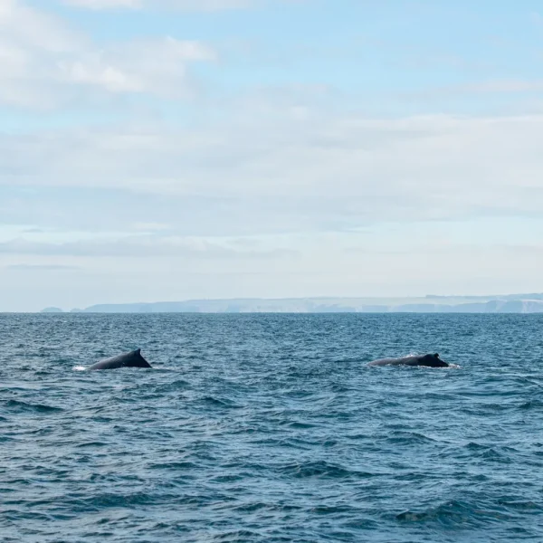 whale adventure